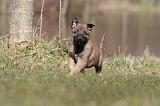 MALINOIS 1040